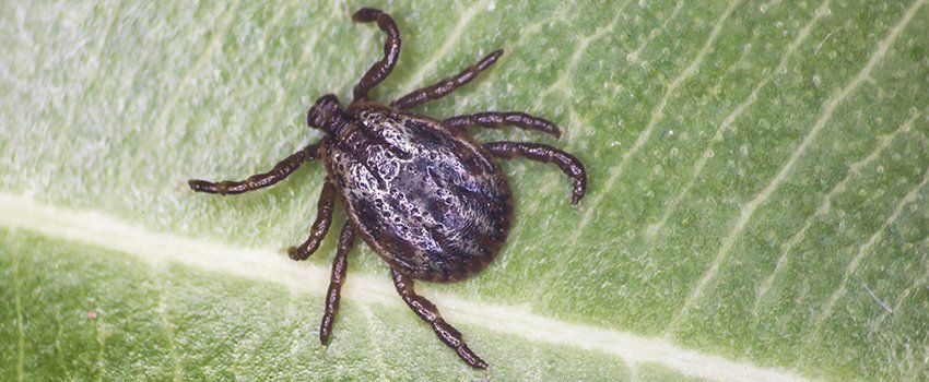 Can Lyme Disease Be Completely Cured?