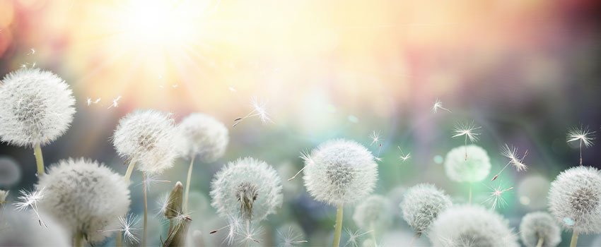 Why Do I Get Allergies in the Spring?