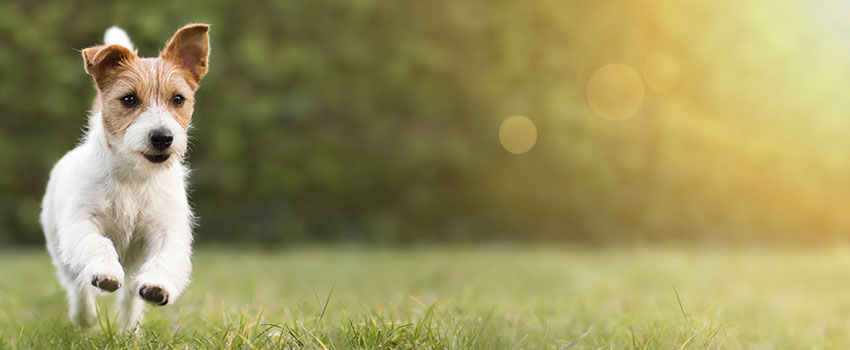 What Should I Do If I Get Bitten by a Dog?